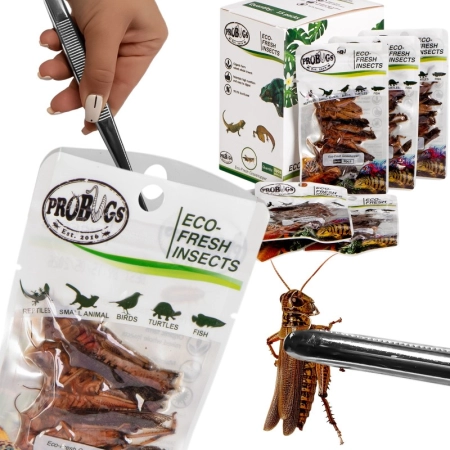 ProBugs Eco-Fresh Grasshopper 8pcs - świeże koniki polne